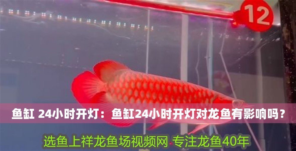 魚缸 24小時開燈：魚缸24小時開燈對龍魚有影響嗎？