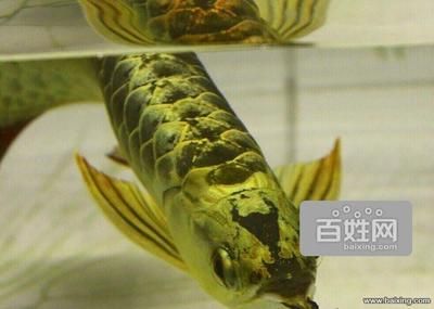 西安哪里有賣龍魚的（在西安，有多個(gè)地方可以買到龍魚，以下是根據(jù)搜索結(jié)果整理的銷售點(diǎn)）