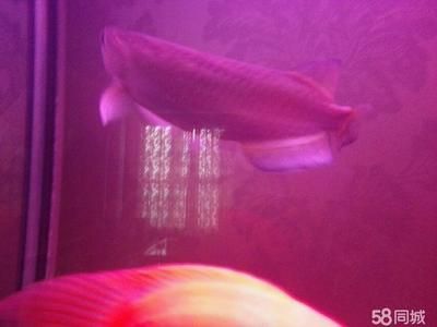 西安哪里有賣龍魚的（在西安，有多個(gè)地方可以買到龍魚，以下是根據(jù)搜索結(jié)果整理的銷售點(diǎn)）