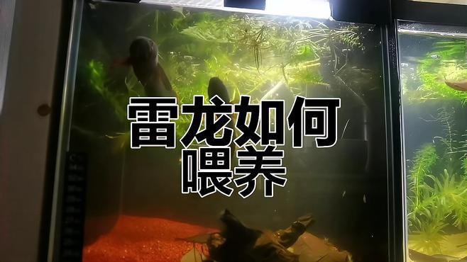雷龍魚吃什么飼料？