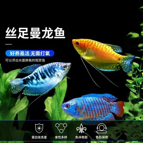 藍黃龍魚圖片及價格大全