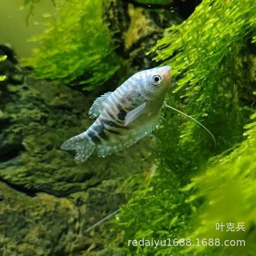 藍黃龍魚圖片及價格大全