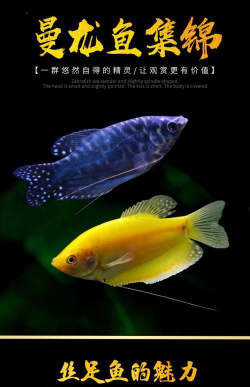 藍黃龍魚圖片及價格大全
