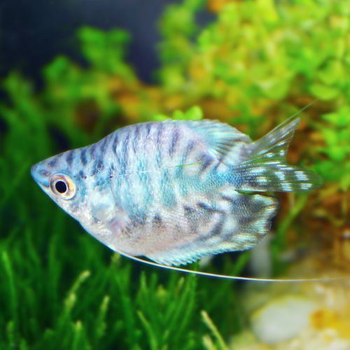 藍黃龍魚圖片及價格大全