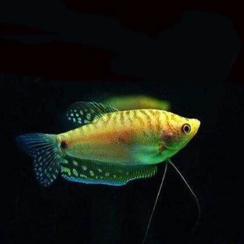 藍黃龍魚圖片及價格大全