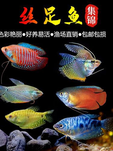 藍黃龍魚圖片及價格大全