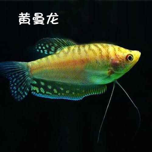 藍黃龍魚圖片及價格大全
