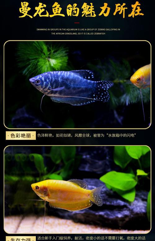藍黃龍魚圖片及價格大全