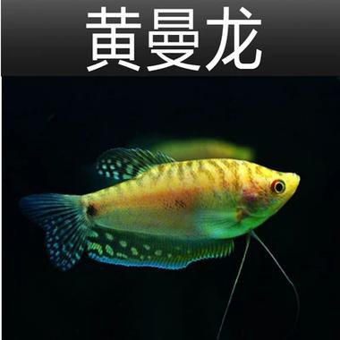 藍黃龍魚圖片及價格大全