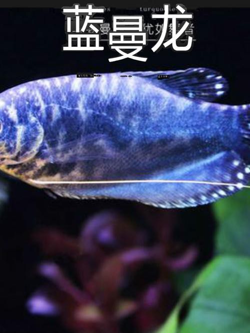 藍黃龍魚圖片及價格大全