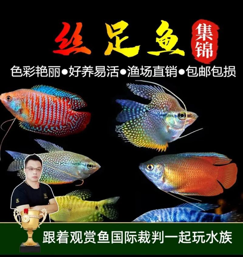 藍黃龍魚圖片及價格大全