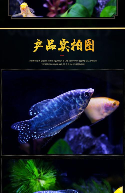 藍黃龍魚圖片及價格大全