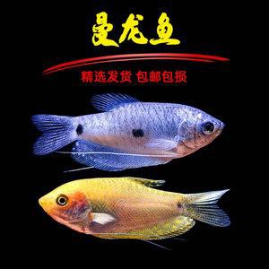 藍黃龍魚圖片及價格大全