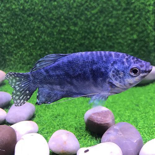 藍黃龍魚圖片及價格大全