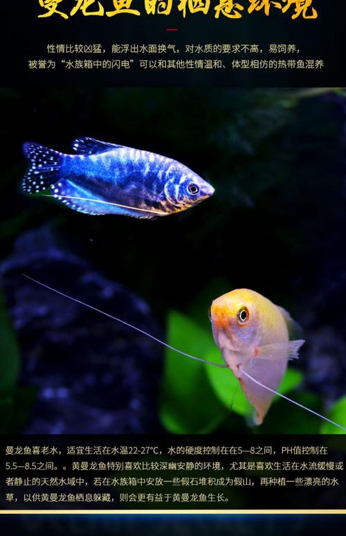 藍黃龍魚圖片及價格大全