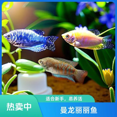 藍黃龍魚圖片及價格大全