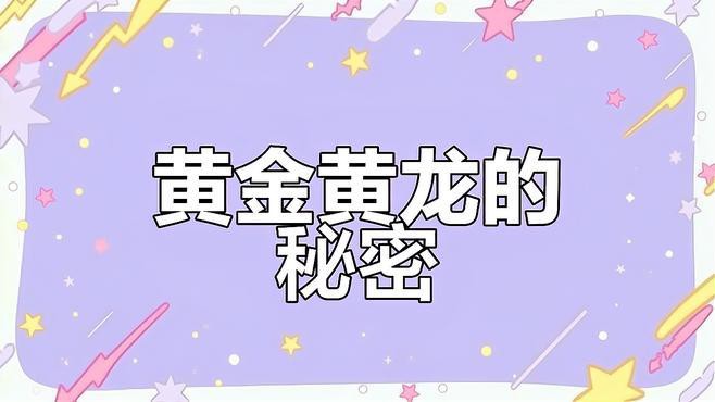 藍黃龍魚圖片及價格大全