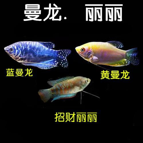 藍黃龍魚圖片及價格大全