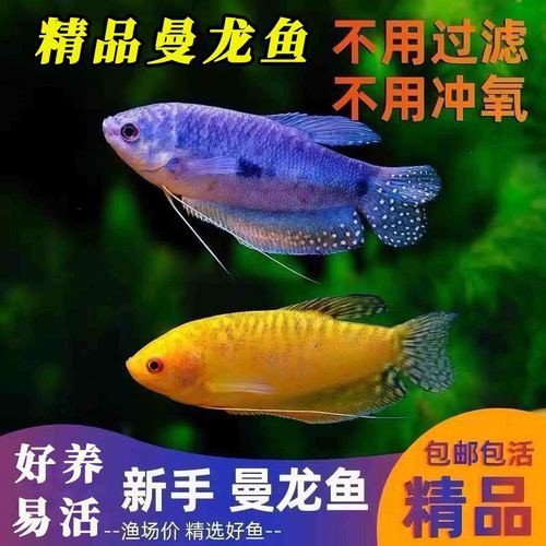 藍黃龍魚圖片及價格大全