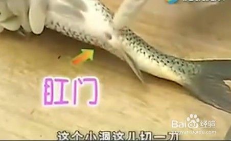水龍魚怎么處理內臟：水龍魚怎么去內臟
