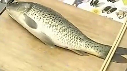 水龍魚怎么處理內臟：水龍魚怎么去內臟