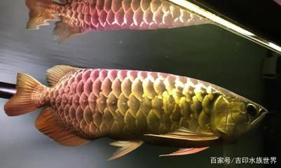 金龍魚適宜酸堿度的具體信息：關于金龍魚適宜酸堿度的具體信息