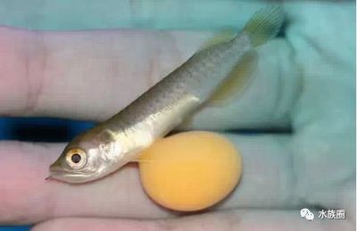 龍魚被卵憋死的原因有哪些？：龍魚會被卵憋死嗎？