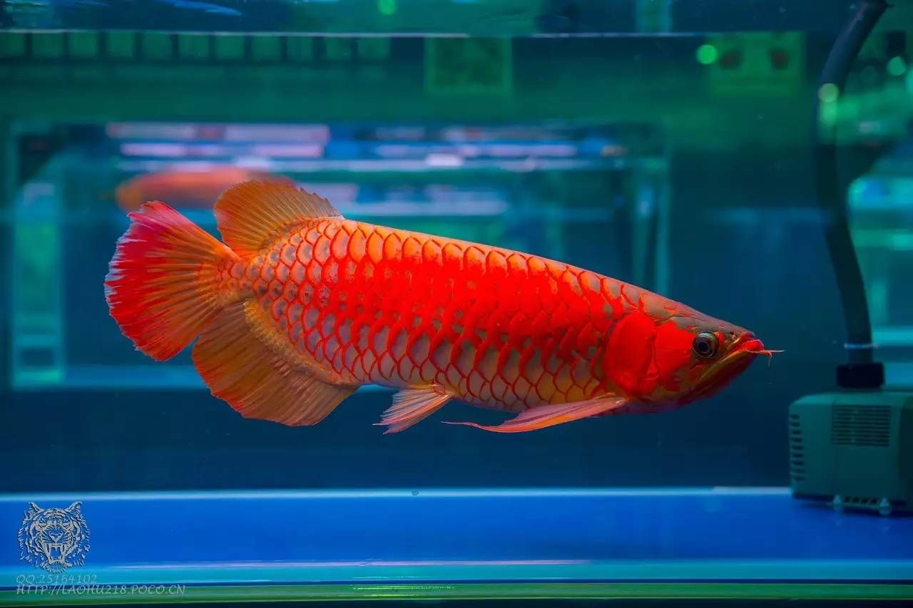 養(yǎng)龍魚(yú)的樂(lè)趣有哪些作文：養(yǎng)龍魚(yú)的樂(lè)趣