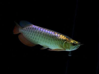 祥龍魚(yú)場(chǎng)龍魚(yú)出口（祥龍魚(yú)場(chǎng)龍魚(yú)批發(fā)市場(chǎng)龍魚(yú)詳細(xì)分類） 祥龍魚(yú)場(chǎng)龍魚(yú)出口（祥龍魚(yú)場(chǎng)龍魚(yú)批發(fā)市場(chǎng)龍魚(yú)詳細(xì)分類） 龍魚(yú)百科 第7張