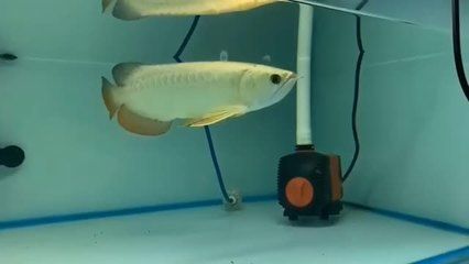 祥龍魚(yú)場(chǎng)龍魚(yú)出口（祥龍魚(yú)場(chǎng)龍魚(yú)批發(fā)市場(chǎng)龍魚(yú)詳細(xì)分類） 祥龍魚(yú)場(chǎng)龍魚(yú)出口（祥龍魚(yú)場(chǎng)龍魚(yú)批發(fā)市場(chǎng)龍魚(yú)詳細(xì)分類） 龍魚(yú)百科 第5張