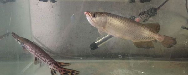 B級過背金龍魚批發：泰和縣縫嶺水產養殖場（龍魚）是b級過背金龍魚供應商