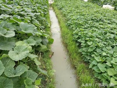 龍魚養殖基地的最新消息圖片：龍魚養殖基地最新動態