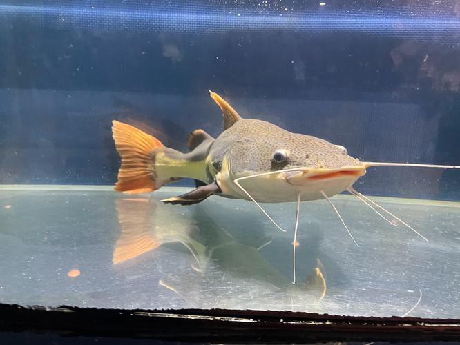 招財貓魚可以和龍魚混養(yǎng)嗎圖片