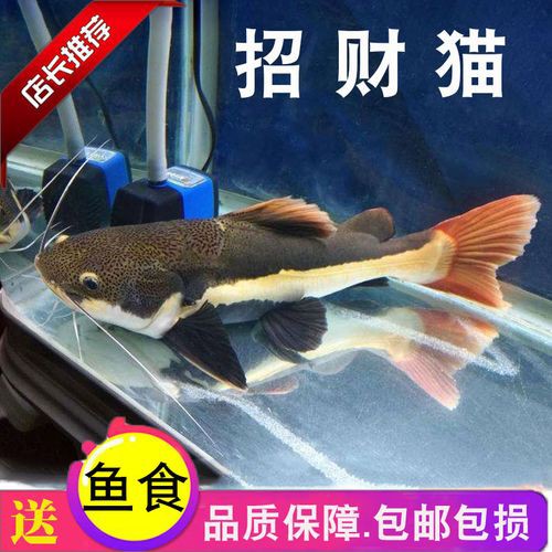 招財貓魚可以和龍魚混養(yǎng)嗎圖片