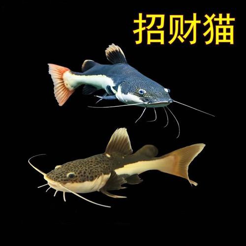 招財貓魚可以和龍魚混養(yǎng)嗎圖片