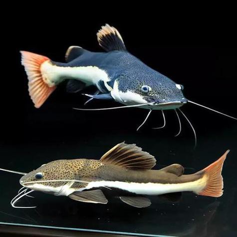 招財貓魚可以和龍魚混養(yǎng)嗎圖片