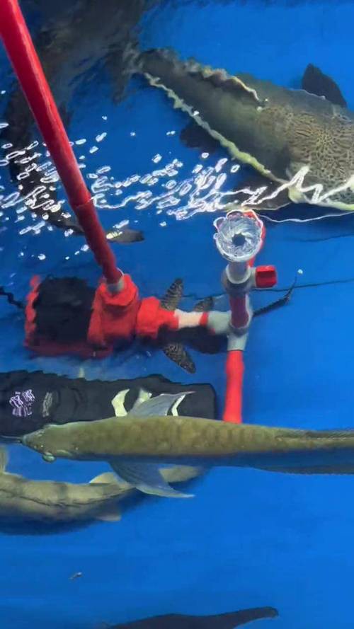 招財貓魚可以和龍魚混養(yǎng)嗎圖片