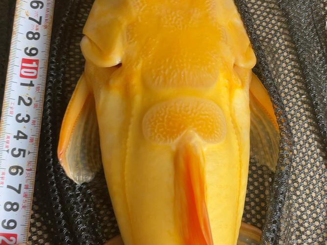 招財貓魚可以和龍魚混養(yǎng)嗎圖片