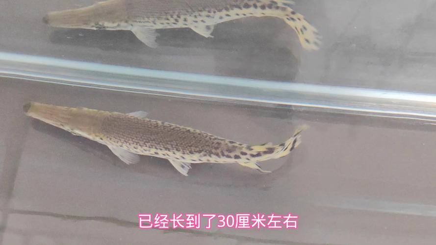招財貓魚可以和龍魚混養(yǎng)嗎圖片