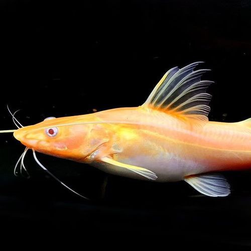 招財貓魚可以和龍魚混養(yǎng)嗎圖片