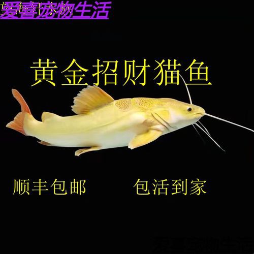 招財貓魚可以和龍魚混養(yǎng)嗎圖片