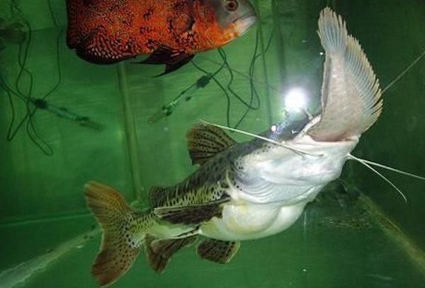 招財貓魚可以和龍魚混養(yǎng)嗎圖片