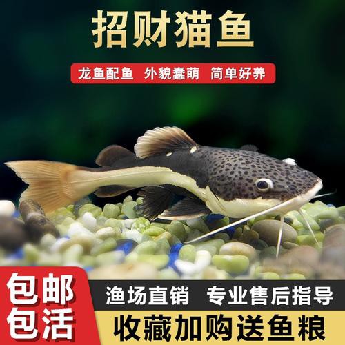 招財貓魚可以和龍魚混養(yǎng)嗎圖片