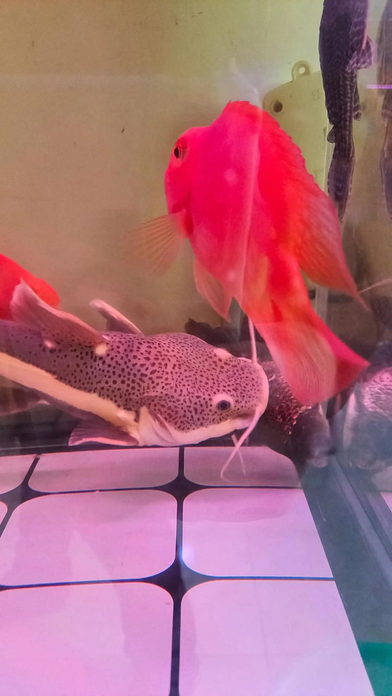 招財貓魚可以和龍魚混養(yǎng)嗎圖片