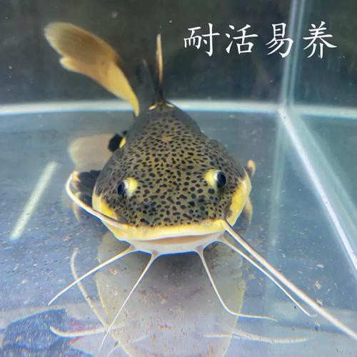 招財貓魚可以和龍魚混養(yǎng)嗎圖片