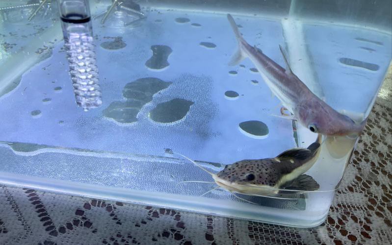 招財貓魚可以和龍魚混養(yǎng)嗎圖片