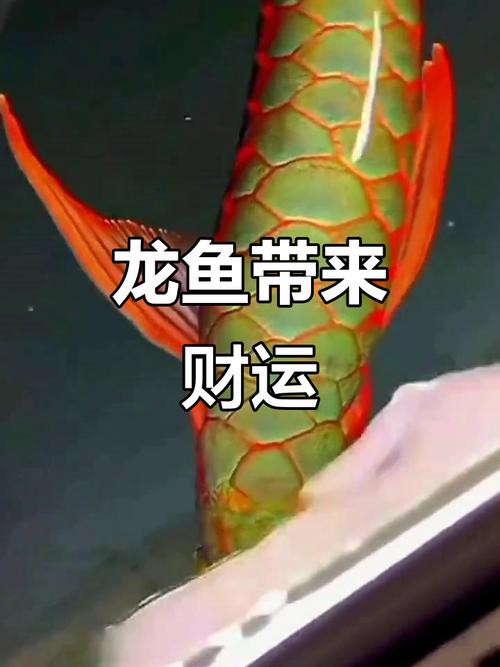 招財貓魚可以和龍魚混養(yǎng)嗎圖片