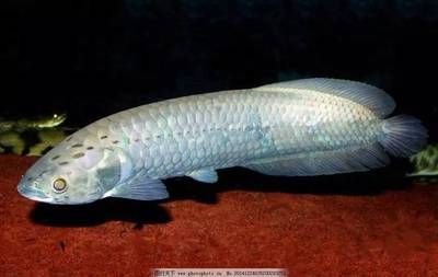 龍魚能吃多大的魚卵：龍魚的喂養指南