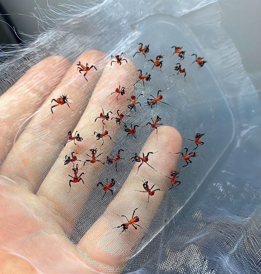 動森蘭花螳螂多少錢一只，《集合啦動物森友會》蘭花螳螂價格對比《集合啦》