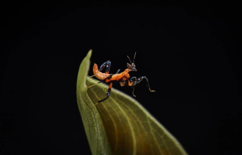 動森蘭花螳螂多少錢一只，《集合啦動物森友會》蘭花螳螂價格對比《集合啦》